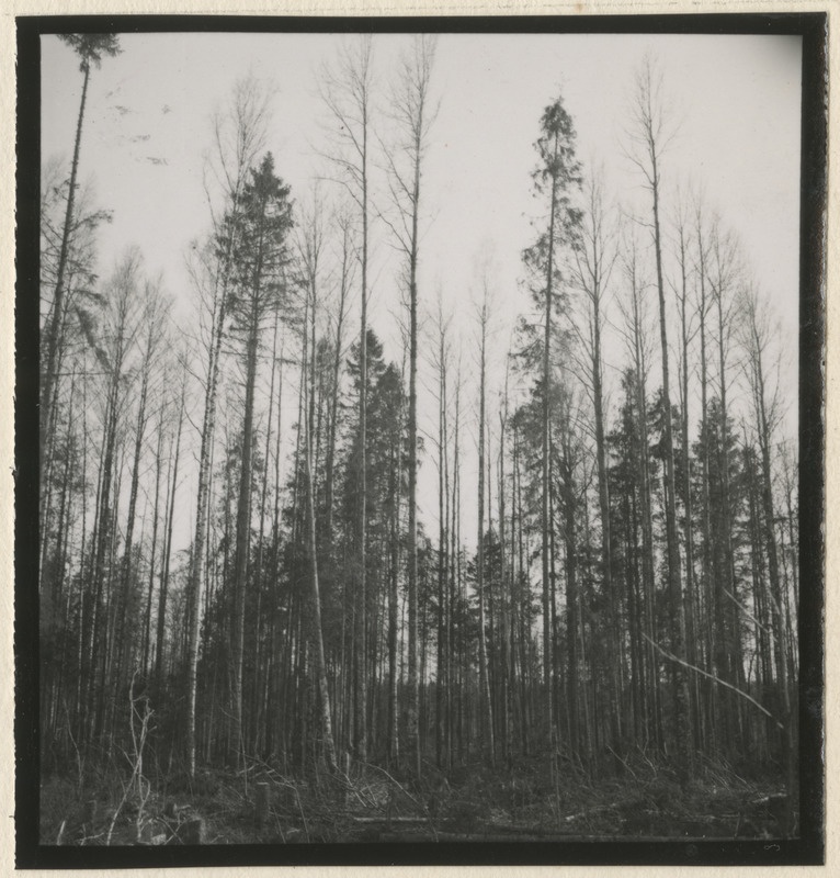 Metsateed ja raielangid metsistul