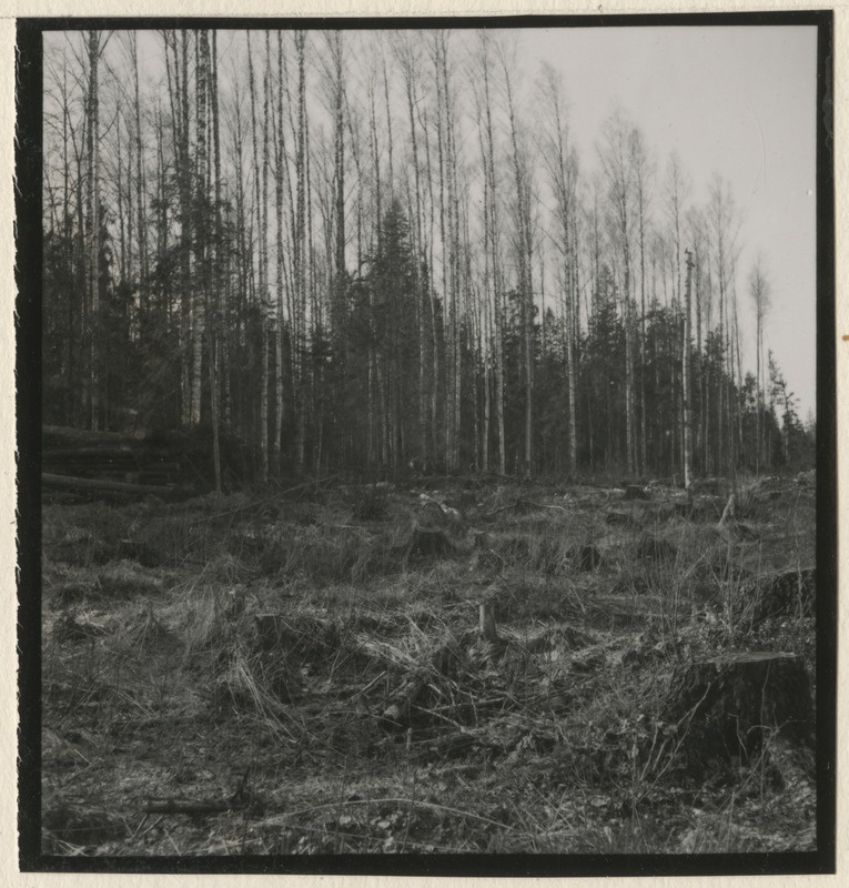 Metsateed ja raielangid metsistul