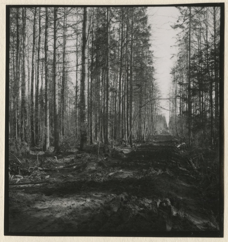 Metsateed ja raielangid metsistul