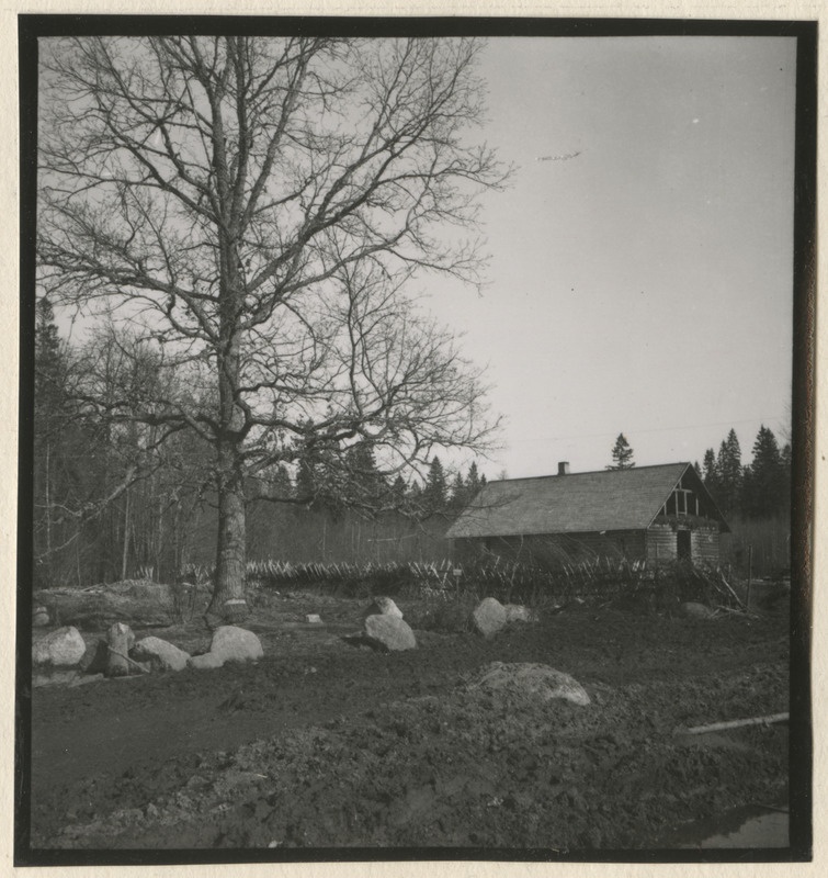 Tammed ja taluhoone metsistul