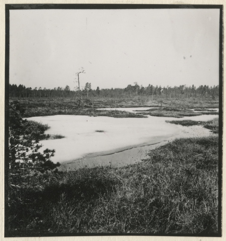 Sood ja rabad Kivinõmme metskonnas Jõhvi lähistel