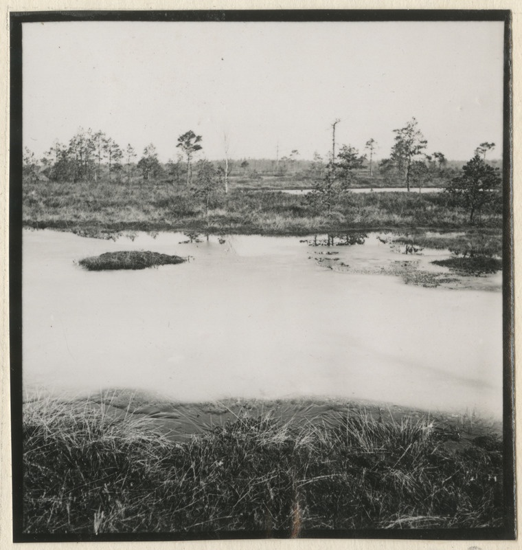 Sood ja rabad Kivinõmme metskonnas Jõhvi lähistel
