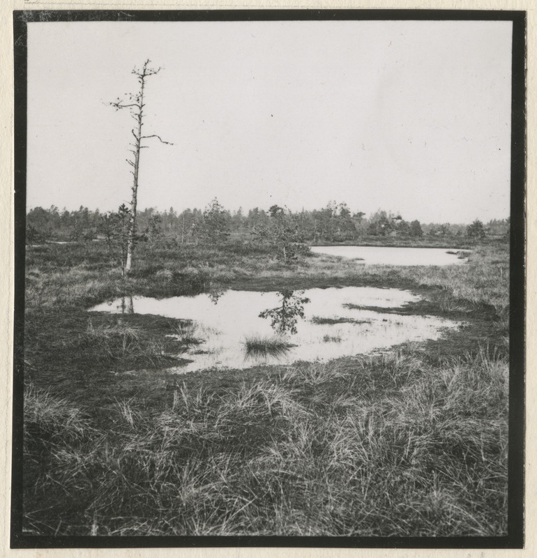 Sood ja rabad Kivinõmme metskonnas Jõhvi lähistel