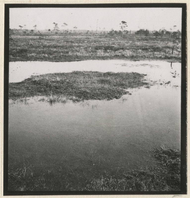 Sood ja rabad Kivinõmme metskonnas Jõhvi lähistel