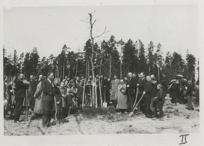 Puu istutamine  duplicate photo