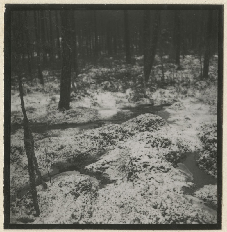 Lumine metsaalune