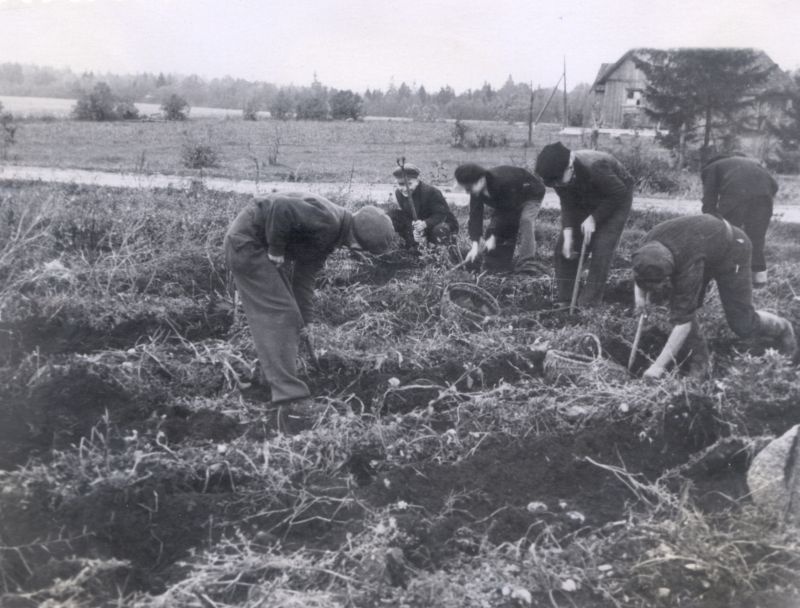 Foto. Piirsalu 7.-a. Kooli õpilased kartuleid võtmas 1957.a. sügisel.  Asub HM 7623.