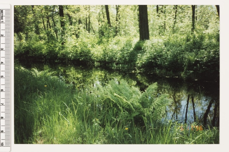 Viimsi mõisa park
