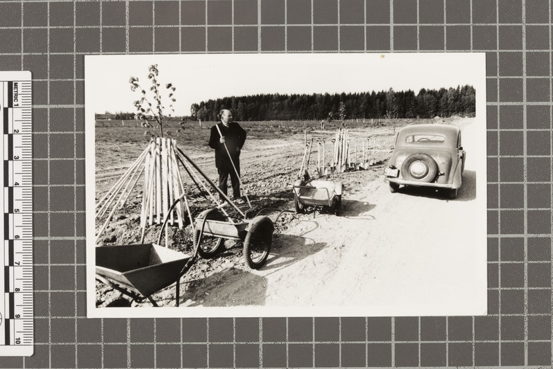 Istikute istutamine Raba talu asemel, 1990