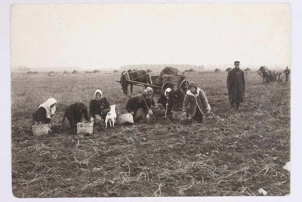 Kartulivõtjad Vahi külas Tartumaal