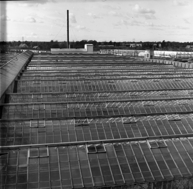 Tallinna vaade. Kasvuhooned.