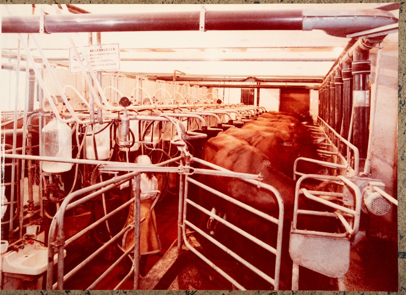 Valga rajooni Laatre sovhoosi piimafarmi lüpsiplats.