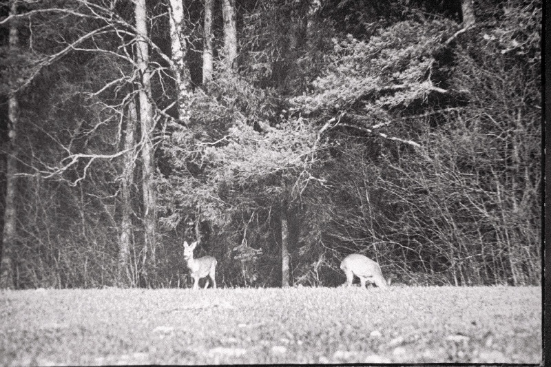 Metskitsed jalutuskäigul.