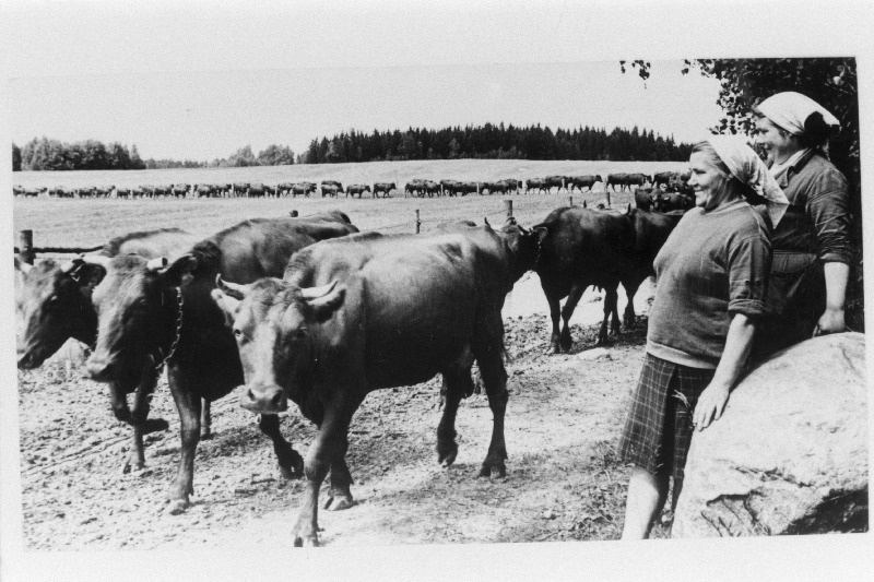 Ruusa sovhoosi piimakarja kevadist ülevaatust  teevad  karjatalitaja M.Hannov (vasakul) ja karjabrigadir E. Bergmann.