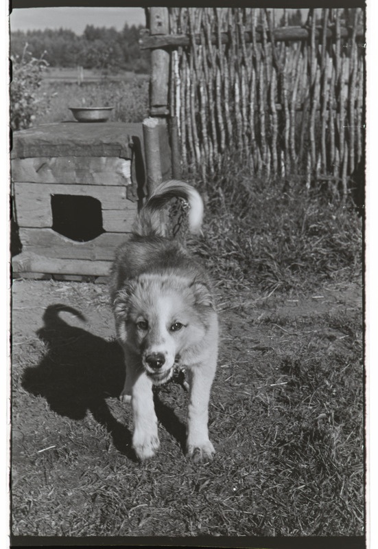 Paul Ariste ekspeditsioon vadjalaste juurde. 3.-8. juuli 1959. a.