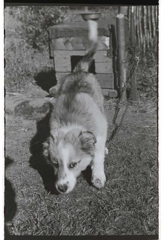 Paul Ariste ekspeditsioon vadjalaste juurde. 3.-8. juuli 1959. a.