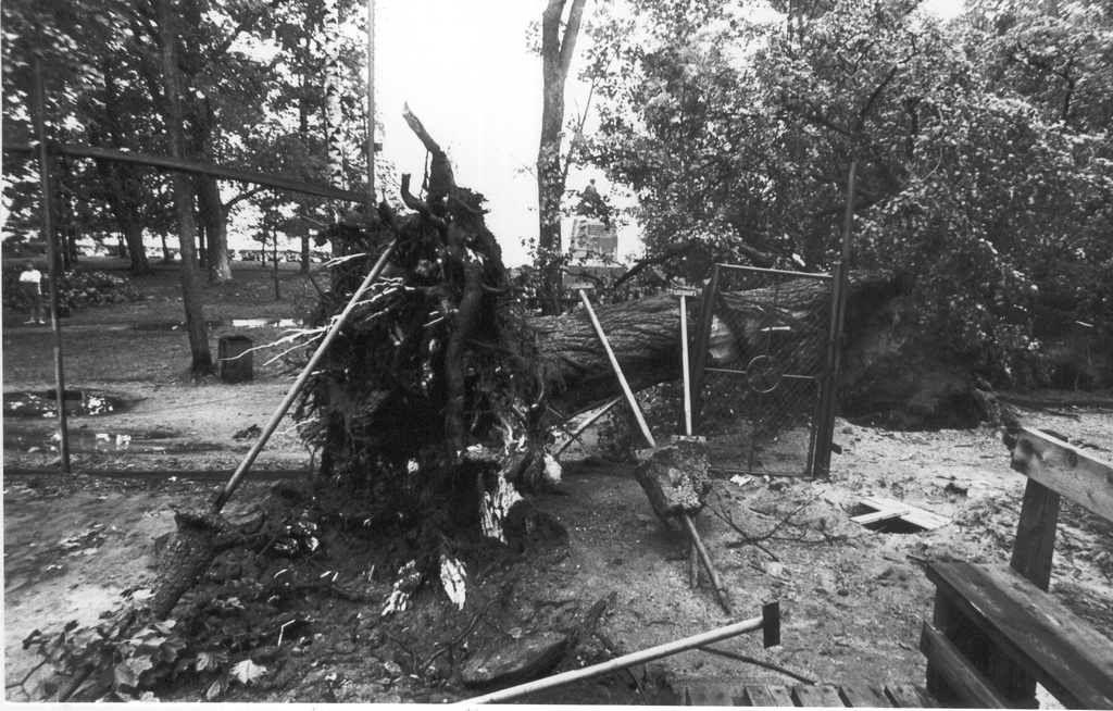 Foto. Paduvihm ja raju Võrus 3.juuli 1988.a. murdunud puud Kreutzwaldi pargis.