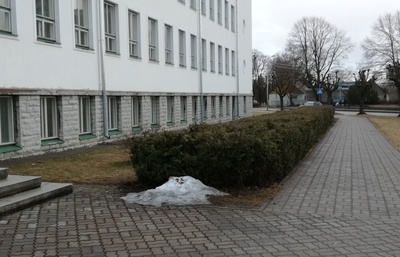 Rakvere Gümnaasiumi pere pidulik retk vanast koolimajast uude koolimajja rephoto