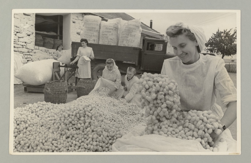 Seeria :"25 aastat Moldaavia NSV". Siidiussi kookonite sorteerimine Dubossari kogumispunktis.