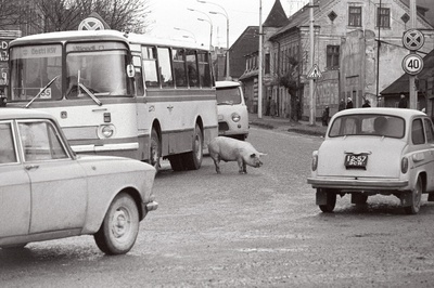 Siga keset liiklust (Tallinna tänav).  similar photo