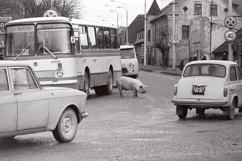 Siga keset liiklust (Tallinna tänav).