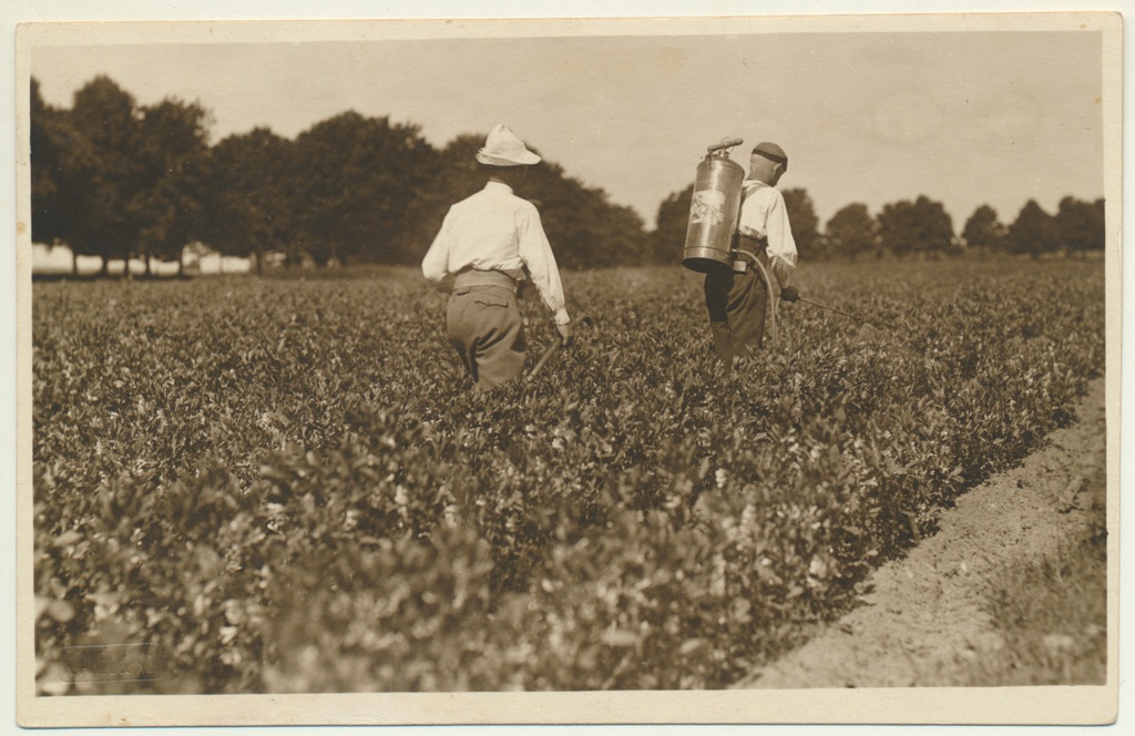 foto, Viljandimaa, Olustvere põllumajanduskool, katsepõllu pritsimine, u 1930