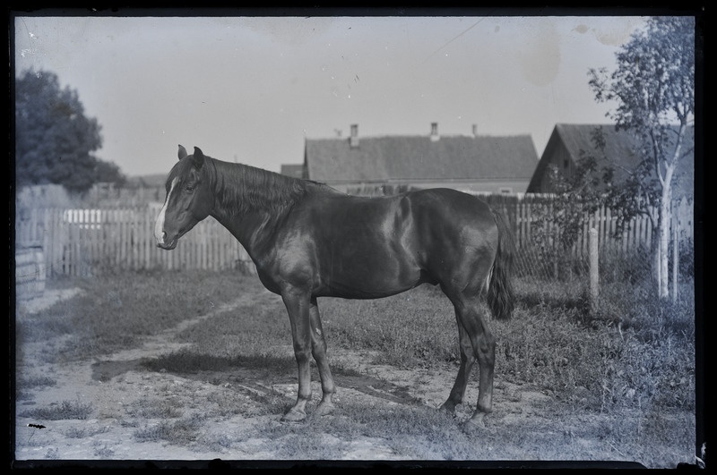 Klaasnegatiiv. Foto Gustav Zopp