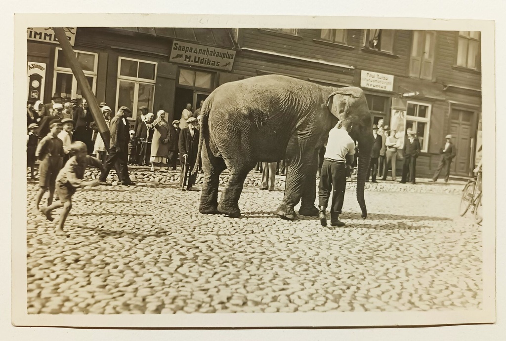 Elevant Stimmeri ja Udika kaupuste ees Pärnus, Tallinna mnt. 5 ja 3, 1939