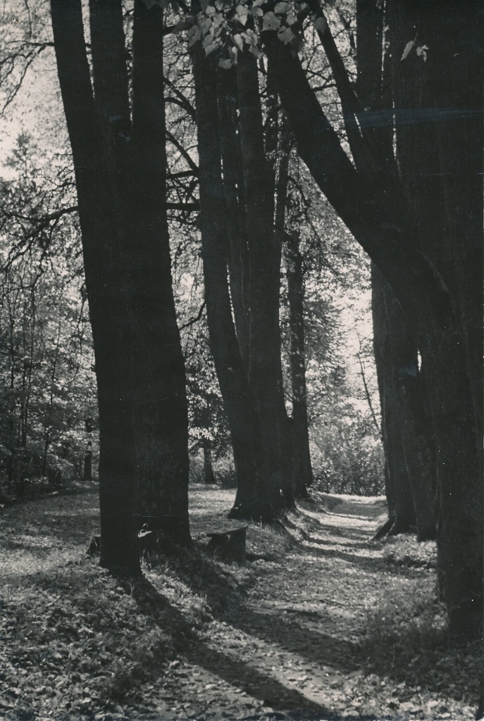 foto, Viljandi, Filosoofia allee, u 1960, foto A. Kiisla