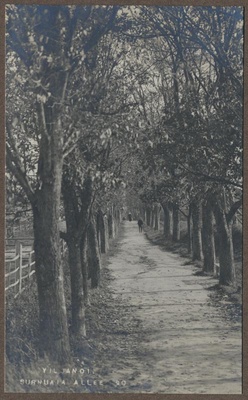 foto albumis, Viljandi, Surnuaia allee, u 1910, foto J. Riet  duplicate photo