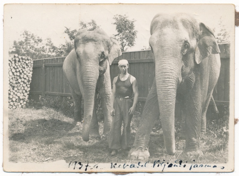 foto, elevandid, rändtsirkus, Viljandis raudteejaam, 1937 kevad, foto Johannes Luik?