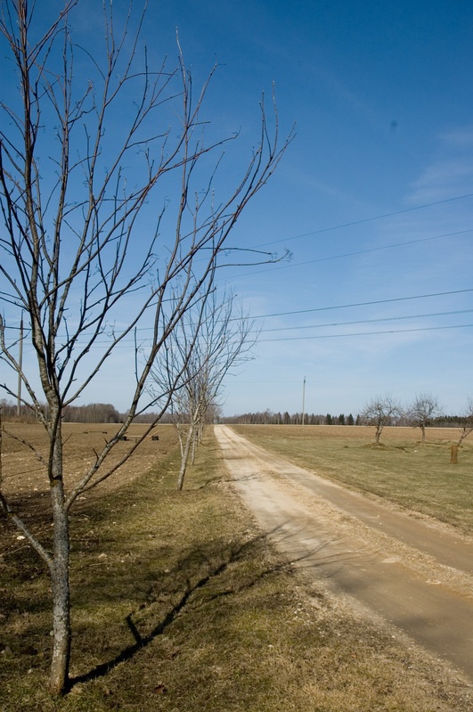 Pere-Reinu talust maanteele viivat teed ääristavad noored puud