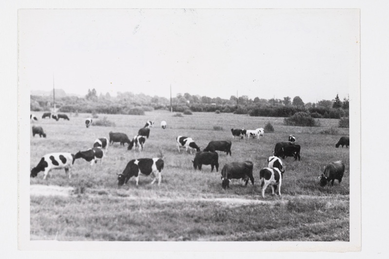 "Säde" sovhoosi piimakari karjamaal 1970. aastal