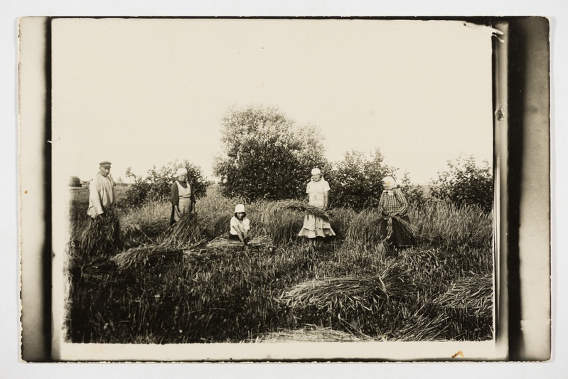 Tati (Söastliva) küla eestlane Aleksander Bull oma perega rukist lõikamas
