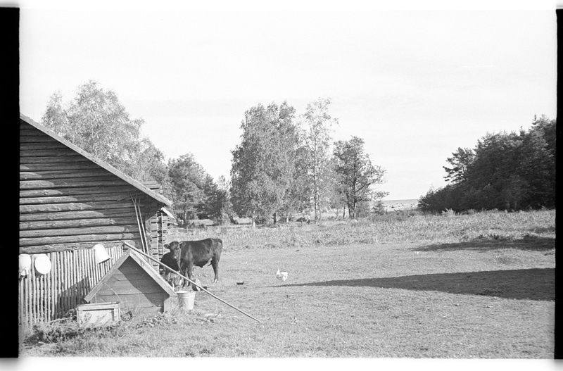 Kaev ja loomad, Pedassaare (Lahemaa), Pärtli talu