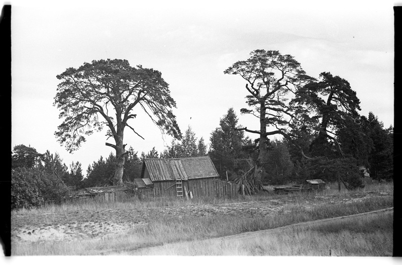 Kuur ja männid, Pedassaare (Lahemaa), Männikuotsa talu