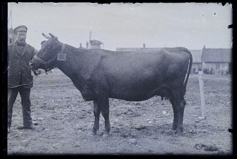 Auhinnatud lehm Viljandi Eesti Põllumeeste Seltsi näitusel, (negatiiv ilmutatud 17.04.1924).