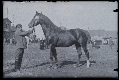 Auhinnatud hobune Viljandi Eesti Põllumeeste Seltsi näitusel, (negatiiv ilmutatud 17.04.1924).  duplicate photo