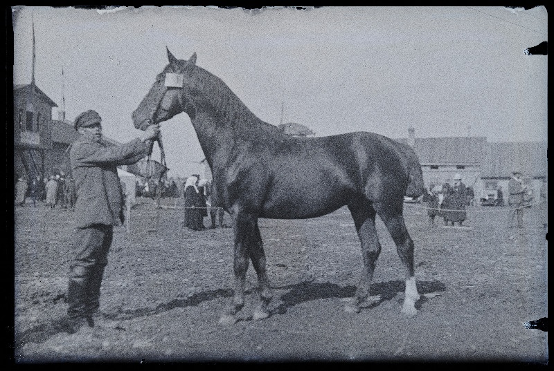 Auhinnatud hobune Viljandi Eesti Põllumeeste Seltsi näitusel, (negatiiv ilmutatud 17.04.1924).