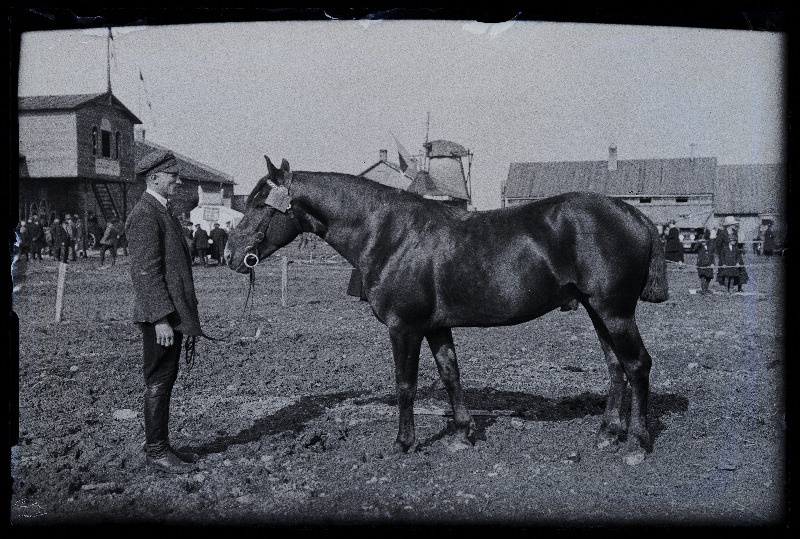 Auhinnatud hobune Viljandi Eesti Põllumeeste Seltsi näitusel, (negatiiv ilmutatud 17.04.1924).