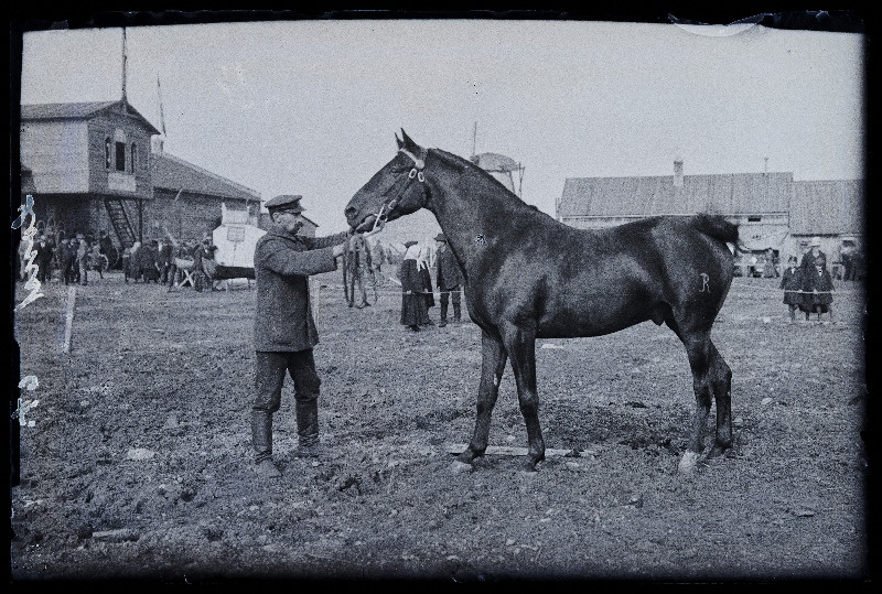Auhinnatud hobune Viljandi Eesti Põllumeeste Seltsi näitusel, (negatiiv ilmutatud 17.04.1924).