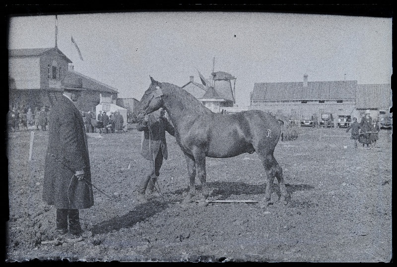 Auhinnatud hobune Viljandi Eesti Põllumeeste Seltsi näitusel, (negatiiv ilmutatud 17.04.1924).