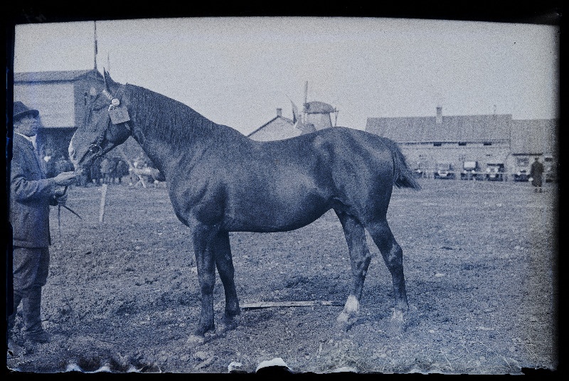 Auhinnatud hobune Viljandi Eesti Põllumeeste Seltsi näitusel, (negatiiv ilmutatud 17.04.1924).