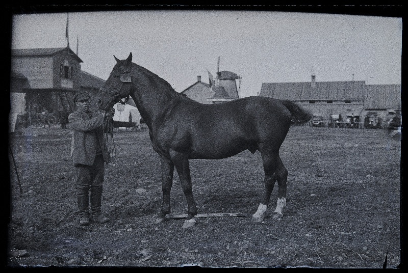 Auhinnatud hobune Viljandi Eesti Põllumeeste Seltsi näitusel, (negatiiv ilmutatud 17.04.1924).