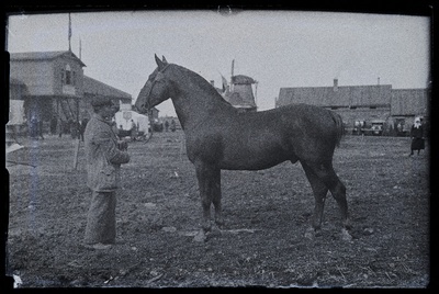 Auhinnatud hobune Viljandi Eesti Põllumeeste Seltsi näitusel, (negatiiv ilmutatud 17.04.1924).  similar photo