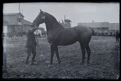 Auhinnatud hobune Viljandi Eesti Põllumeeste Seltsi näitusel, (negatiiv ilmutatud 17.04.1924).  similar photo