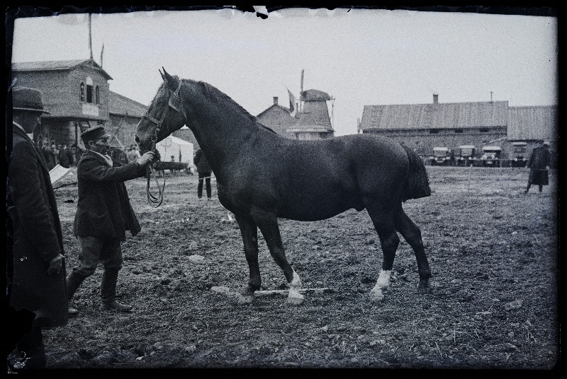 Auhinnatud hobune Viljandi Eesti Põllumeeste Seltsi näitusel, (negatiiv ilmutatud 17.04.1924).