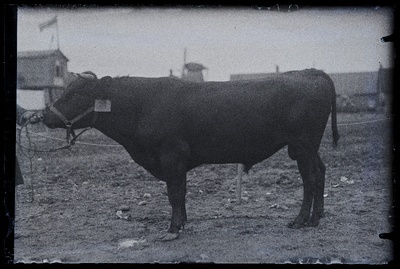 Auhinnatud veis Viljandi Eesti Põllumeeste Seltsi näitusel, (negatiiv ilmutatud 17.04.1924).  duplicate photo