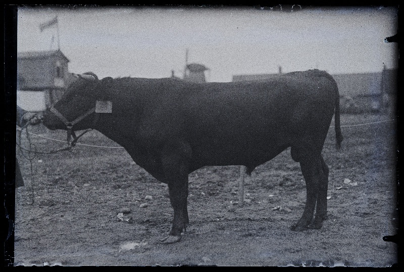 Auhinnatud veis Viljandi Eesti Põllumeeste Seltsi näitusel, (negatiiv ilmutatud 17.04.1924).