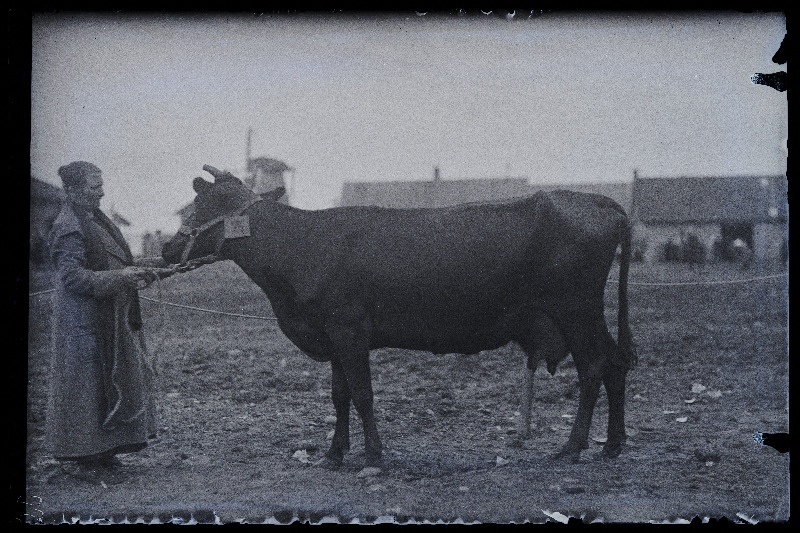 Auhinnatud lehm Viljandi Eesti Põllumeeste Seltsi näitusel, (negatiiv ilmutatud 17.04.1924).